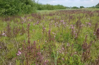 Veld met wilde bloemen